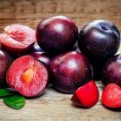 Delicious Round Plums Fruit Tree Seeds Good Quality Mysterious Gift 10 PCS Seeds Delicious Round Plums Fruit Tree Seeds Good Quality Mysterious Gift 10 PCS Seeds
