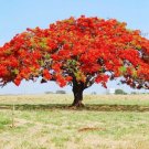 Delonix Regia Red Flame Tree 20 PCS Seeds Delonix Regia Red Flame Tree 20 PCS Seeds