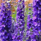 Delphinium Bonsai Flower Forking Larkspur Salmon King Garden 100 PCS Seeds Delphinium Bonsai Flower Forking Larkspur Salmon King Garden 100 PCS Seeds
