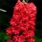 Delphinium Bonsai Flower Forking Larkspur Salmon King Garden 100 PCS Seeds
