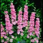 Delphinium Bonsai Flower Forking Larkspur Salmon King Garden 100 PCS Seeds