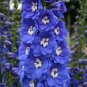 Delphinium Bonsai Flower Forking Larkspur Salmon King Garden 100 PCS Seeds