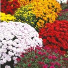 Dendranthema Grandiflorum Groud-cover Chrysanthemum Perennial Flower 250 PCS Seeds