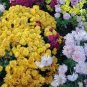 Dendranthema Grandiflorum Groud-cover Chrysanthemum Perennial Flower 250 PCS Seeds