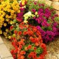 Dendranthema Grandiflorum Groud-cover Chrysanthemum Perennial Flower 250 PCS Seeds
