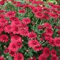 Dendranthema Grandiflorum Groud-cover Chrysanthemum Perennial Flower 250 PCS Seeds