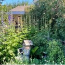 Delphinium Seeds Light Bright Blue Colors 120 PCS Seeds Delphinium Seeds Light Bright Blue Colors 120 PCS Seeds