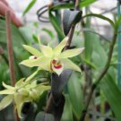 Dendrobe Seeds (Flower Powder) Dendrobium Orchid Flowers Herba Dendrobii 1 PCS Seeds