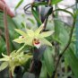 Dendrobe Seeds (Flower Powder) Dendrobium Orchid Flowers Herba Dendrobii 1 PCS Seeds