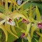 Dendrobe Seeds (Flower Powder) Dendrobium Orchid Flowers Herba Dendrobii 1 PCS Seeds