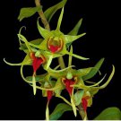 Dendrobium officinale Seeds (Flower Powder) 1 PCS Seeds