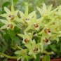 Dendrobium officinale Seeds (Flower Powder) 1 PCS Seeds
