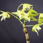 Dendrobium officinale Seeds (Flower Powder) 1 PCS Seeds