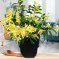 Dendrobium officinale Seeds (Flower Powder) 1 PCS Seeds