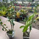 Dendrobium officinale Seeds (Flower Powder) Mixed Colors Flowers 1 PCS Seeds