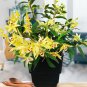 Dendrobium officinale Seeds (Flower Powder) Mixed Colors Flowers 1 PCS Seeds