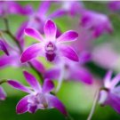 Dendrobium officinale Seeds (Flower Powder) Purple Flowers 1 PCS Seeds