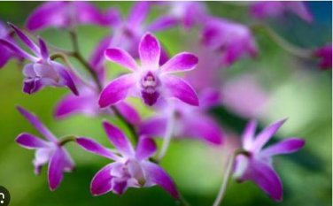 Dendrobium officinale Seeds (Flower Powder) Purple Flowers 1 PCS Seeds