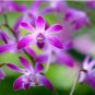 Dendrobium officinale Seeds (Flower Powder) Purple Flowers 1 PCS Seeds