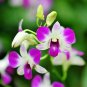 Dendrobium officinale Seeds (Flower Powder) Purple Flowers 1 PCS Seeds