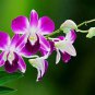 Dendrobium officinale Seeds (Flower Powder) Purple Flowers 1 PCS Seeds
