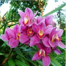 Dendrobium Orchid Flower Bonsai 100 PCS Seeds