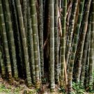 Dendrocalamus latiflorus Tawian Giant Bamboo 30 PCS Seeds