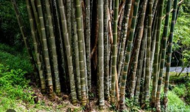 Dendrocalamus latiflorus Tawian Giant Bamboo 30 PCS Seeds