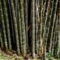 Dendrocalamus latiflorus Tawian Giant Bamboo 30 PCS Seeds