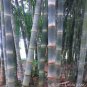 Dendrocalamus latiflorus Tawian Giant Bamboo 30 PCS Seeds