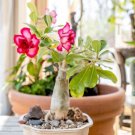 Desert Rose 1 PCS Seeds
