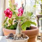 Desert Rose 1 PCS Seeds