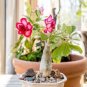 Desert Rose 1 PCS Seeds