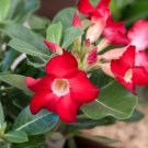 Desert Rose Adenium 2 PCS Seeds