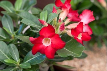 Desert Rose Adenium 2 PCS Seeds