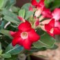 Desert Rose Adenium 2 PCS Seeds