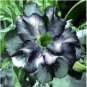 Desert Rose Adenium Seeds Black White Single Petal Flowers 2 PCS Seeds