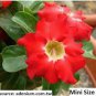 Desert Rose Adenium Seeds Rose Red Single Petal Flowers 2 PCS Seeds