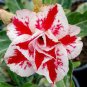 Desert Rose Adenium Seeds Rose Red Single Petal Flowers 2 PCS Seeds