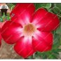 Desert Rose Adenium Seeds Rose Red Single Petal Flowers 2 PCS Seeds