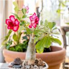 Desert Rose Bonsai 1 PCS Seeds