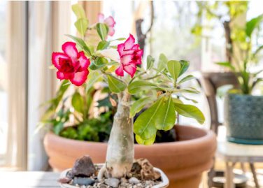 Desert Rose Bonsai 1 PCS Seeds