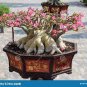 Desert Rose Bonsai 1 PCS Seeds