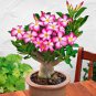 Desert Rose Bonsai Ornamental Plants Balcony Bonsai Potted Flowers 100 PCS Seeds