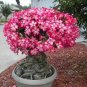 Desert Rose Bonsai Ornamental Plants Balcony Bonsai Potted Flowers 100 PCS Seeds