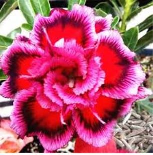 Desert Rose Adenium 2 PCS Seeds