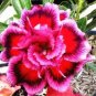 Desert Rose Adenium 2 PCS Seeds