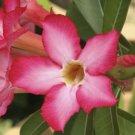 Desert Rose Golden Blood Red Double Petals with Red Stripe Flower 50 PCS Seeds Desert Rose Golden Blood Red Double Petals with Red Stripe Flower 50 PCS Seeds