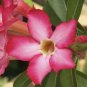 Desert Rose Golden Blood Red Double Petals with Red Stripe Flower 50 PCS Seeds