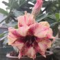 Desert Rose Golden Blood Red Double Petals with Red Stripe Flower 50 PCS Seeds
